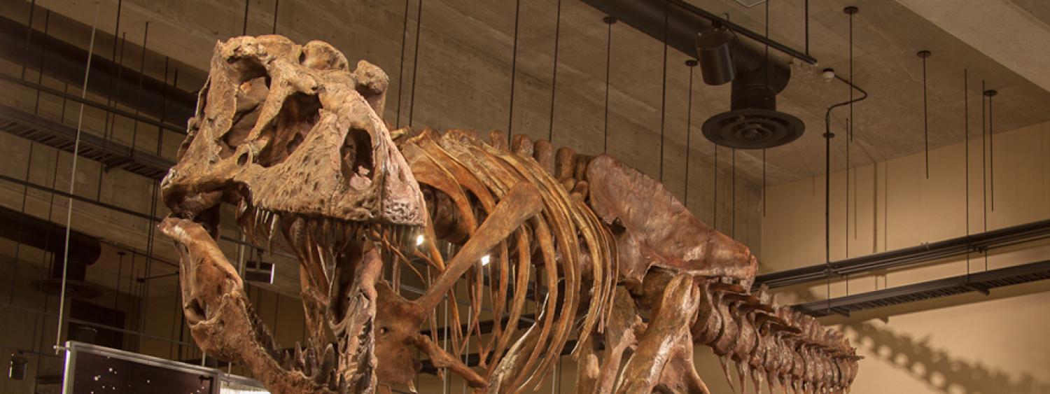 Fossil Record at Royal Saskatchewan Museum