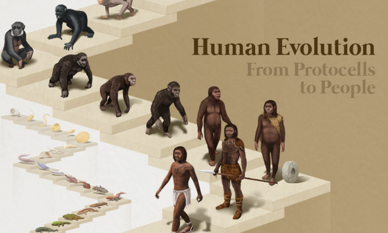 Human Evolution