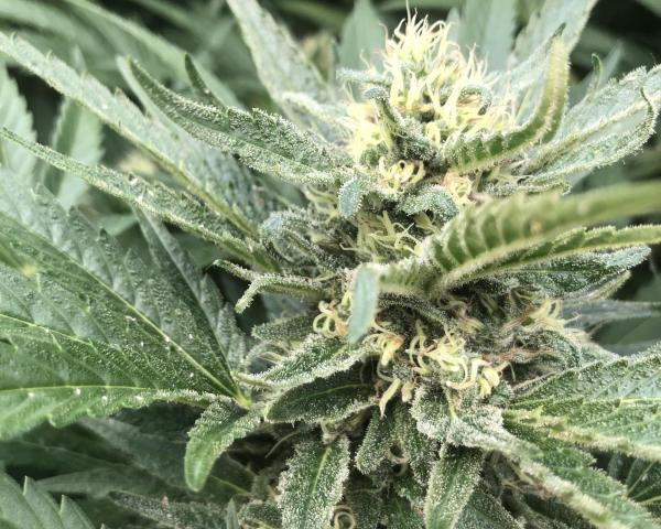 close up of a cannabis plant