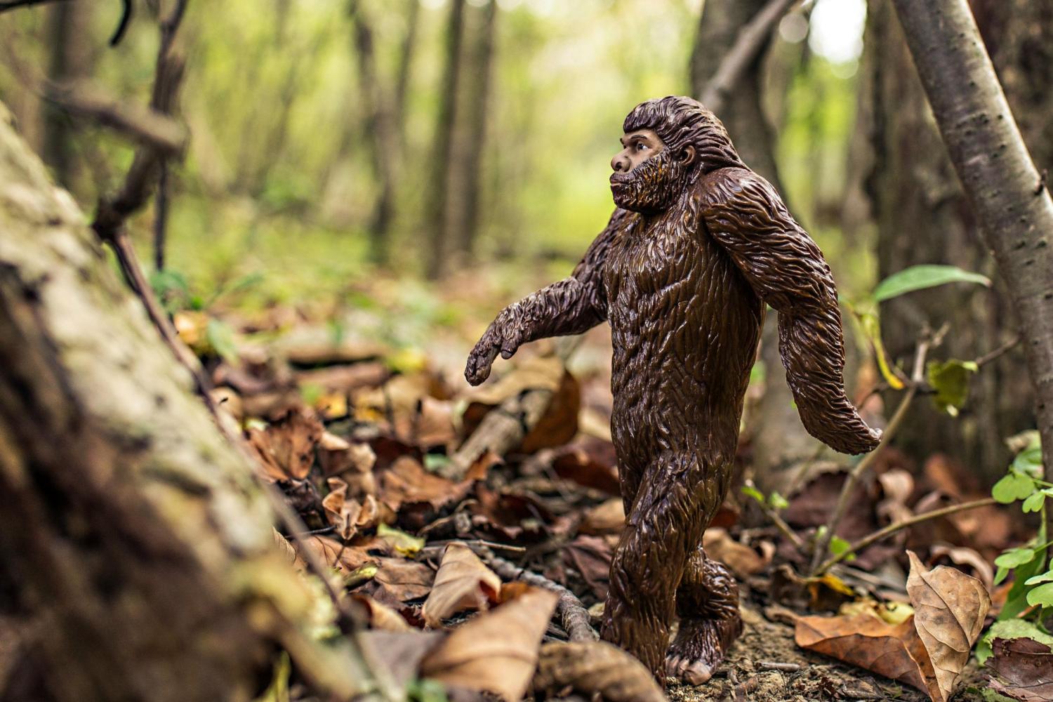Bigfoot in the forest