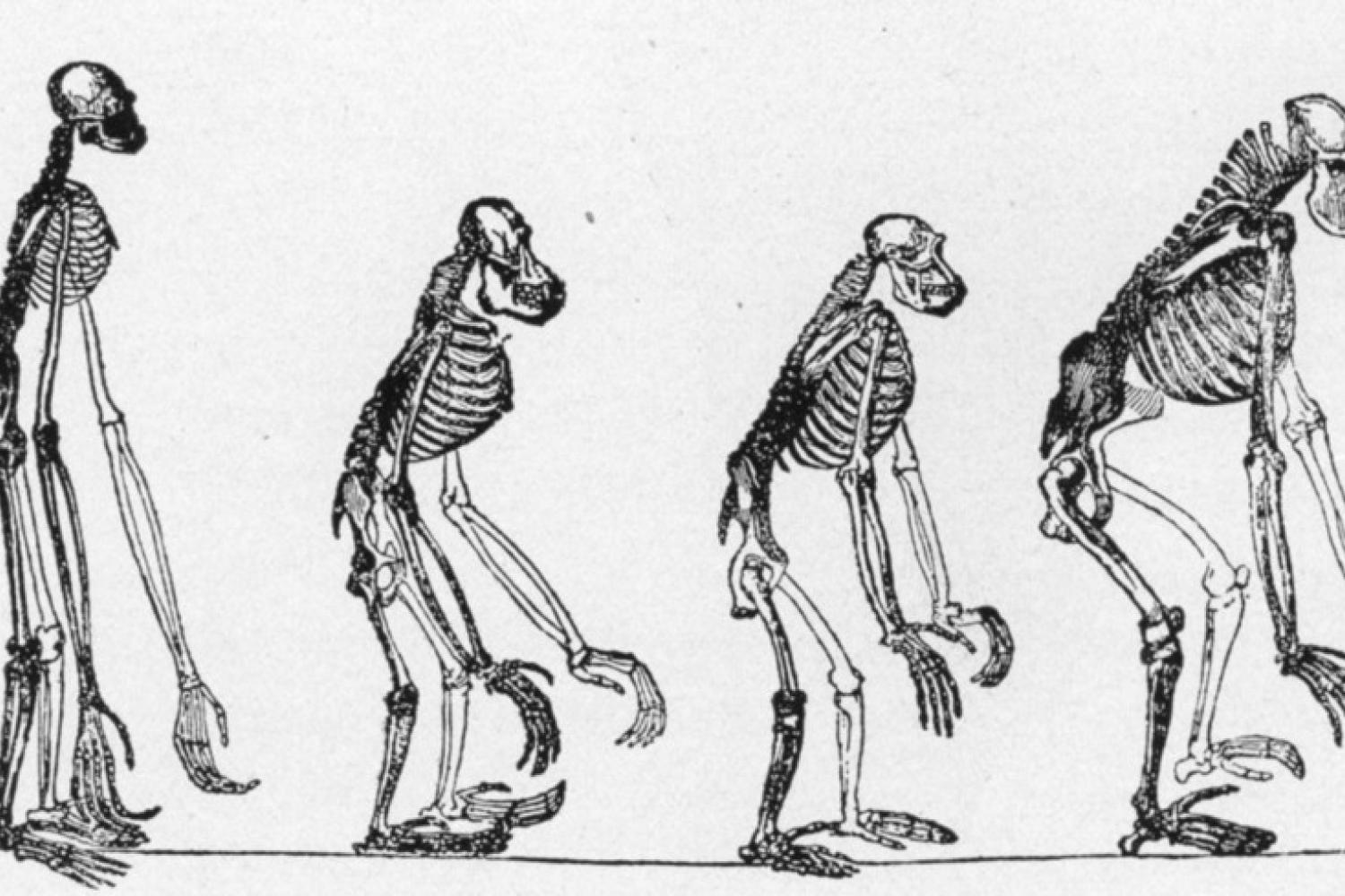 Biological Anthropology Evolution