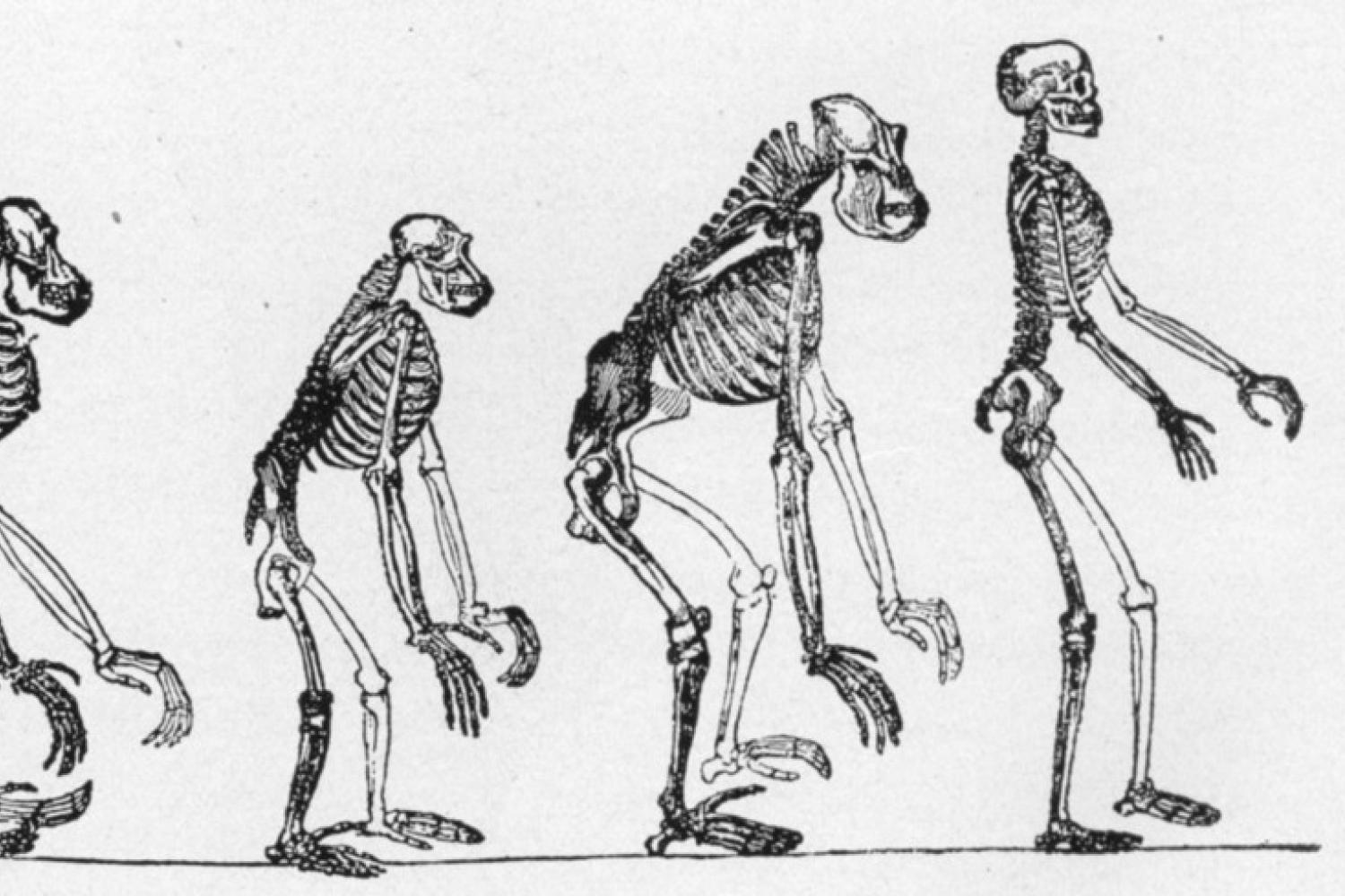 Evolution of Skeletons