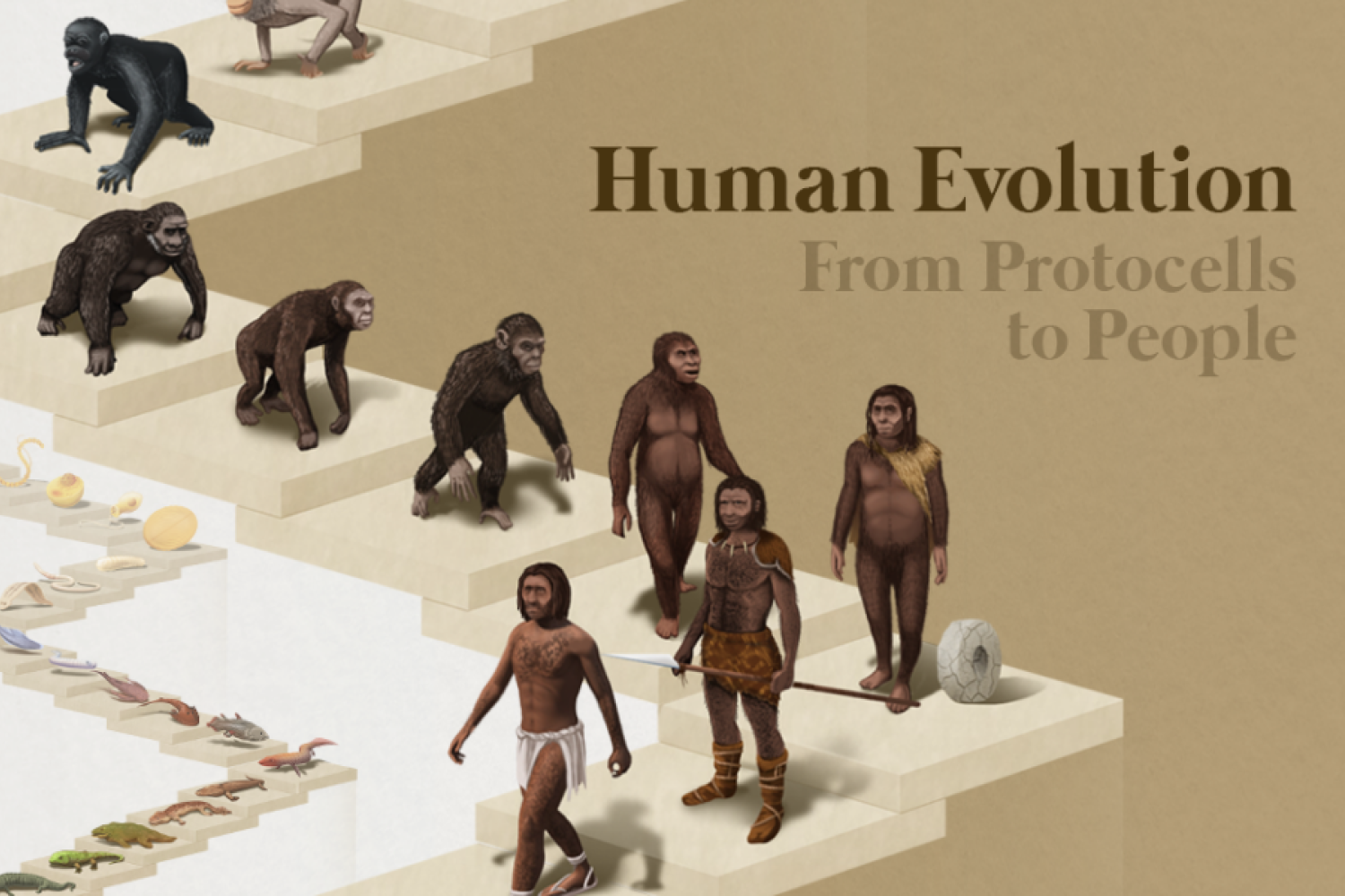 Human Evolution from Protocells to People