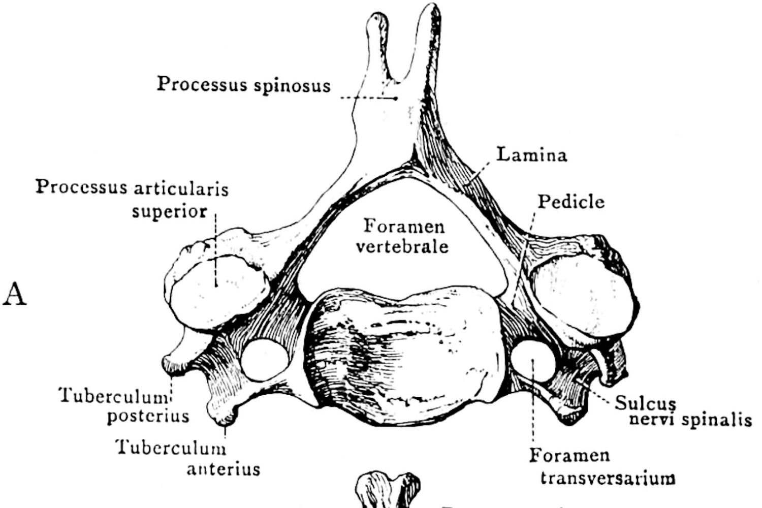 diagram of bones