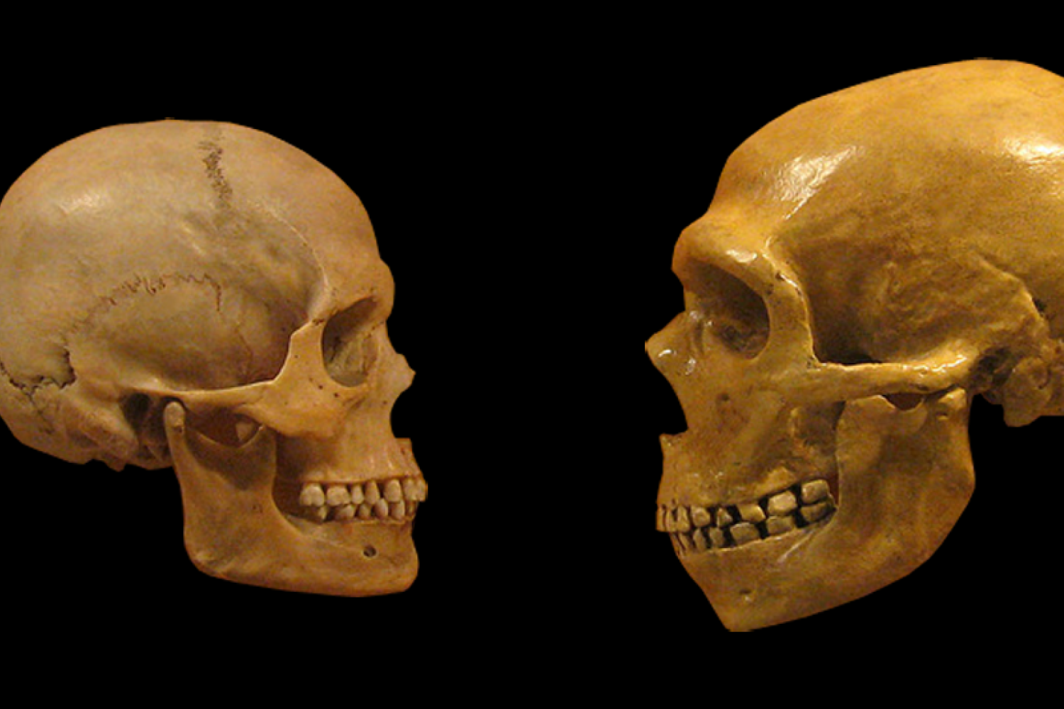 homo sapiens skull and homo neanderthalensis skull