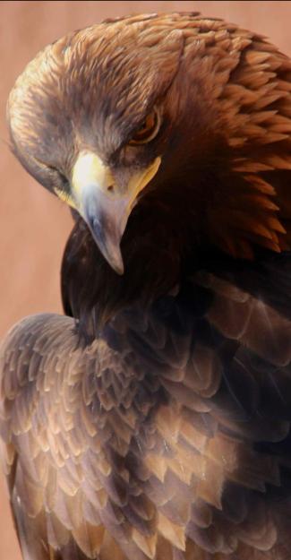 eagle