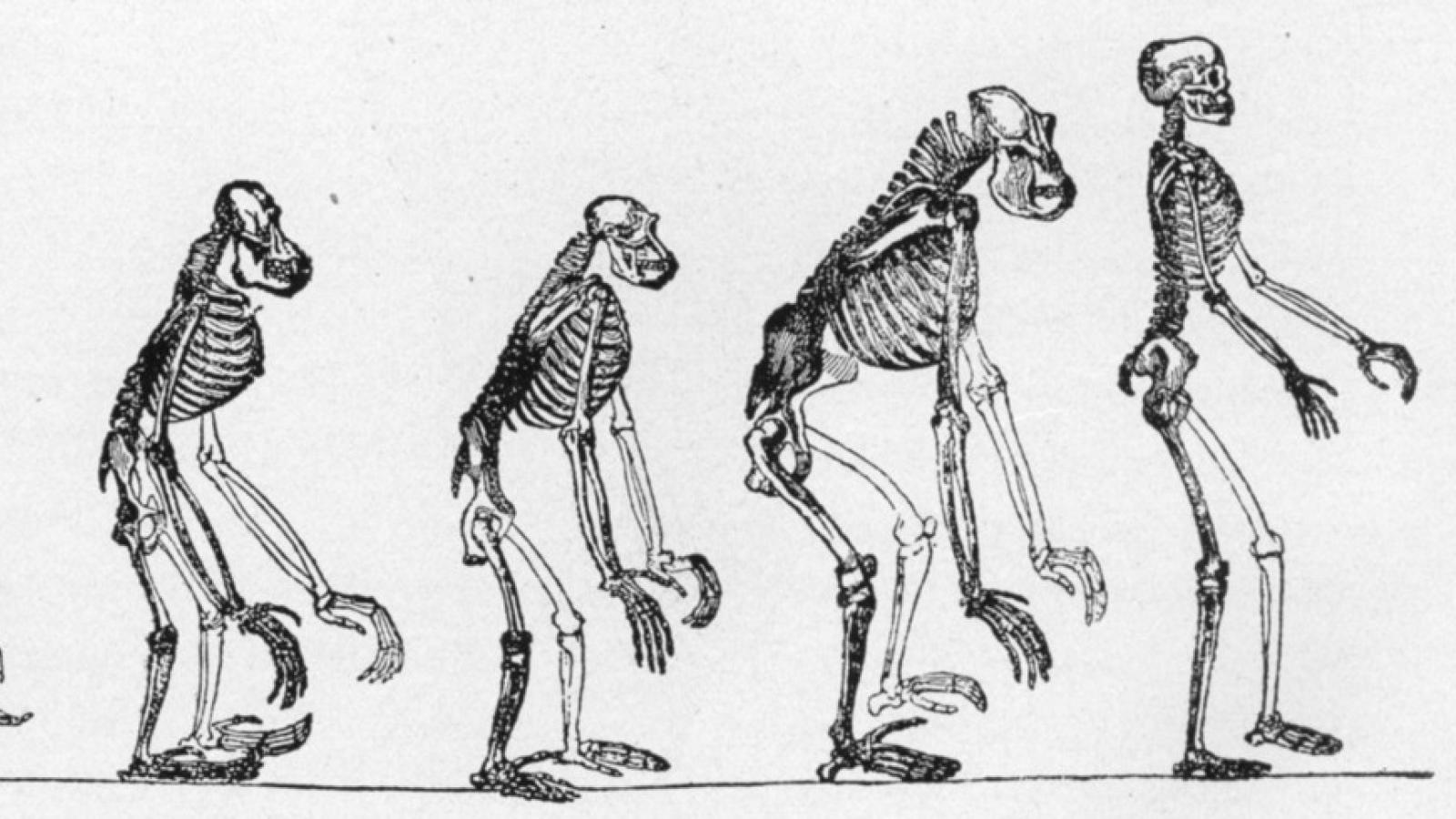 evolution of skeletons