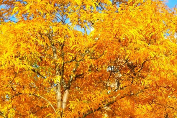 Fall 2024 Alumni Newsletter