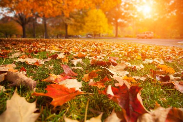 Fall leaves image