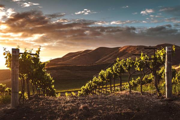 Vineyard photo