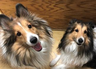 Two shelties