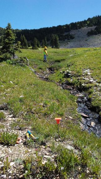 Environmental Science graduate student, Jojo La, sampling a headwater stream