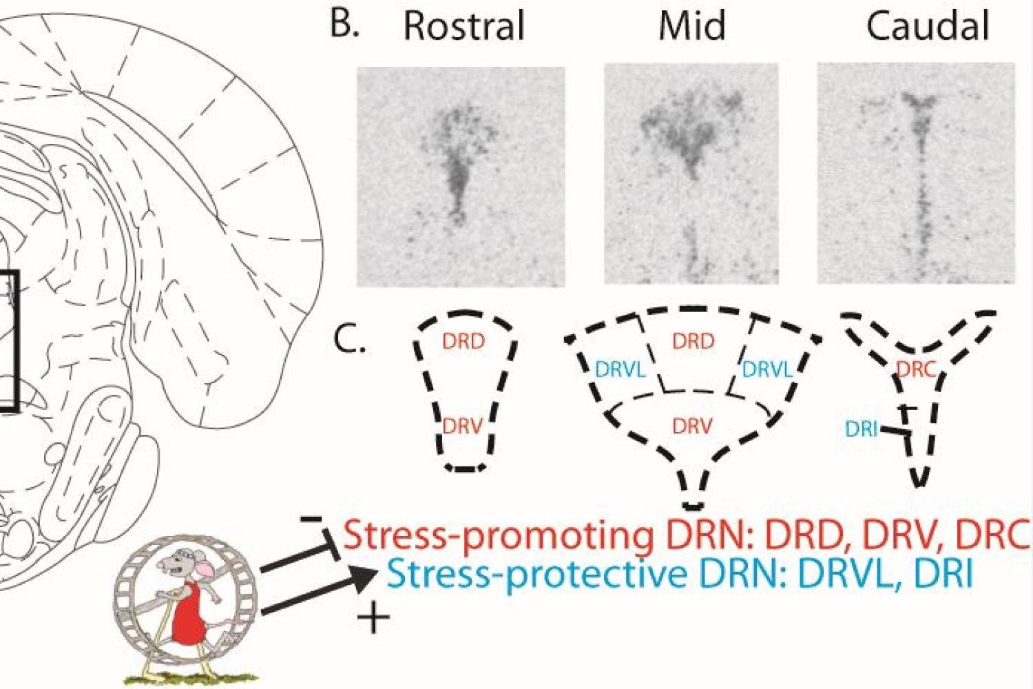 Dorsal Raphe Nucleus