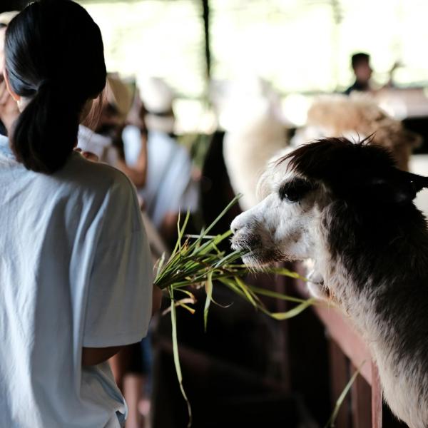 Student caring for llama.