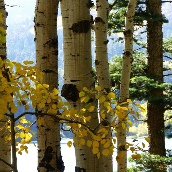 Vibrant yellow foliage of Quaking Aspen trees during the fall season, with a glimpse of water and mountains in the background.