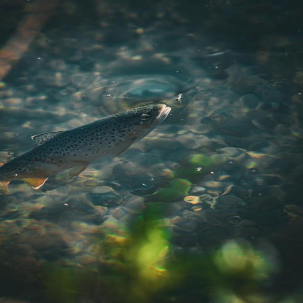 A brown trout in clear water, likely in a stream or river.