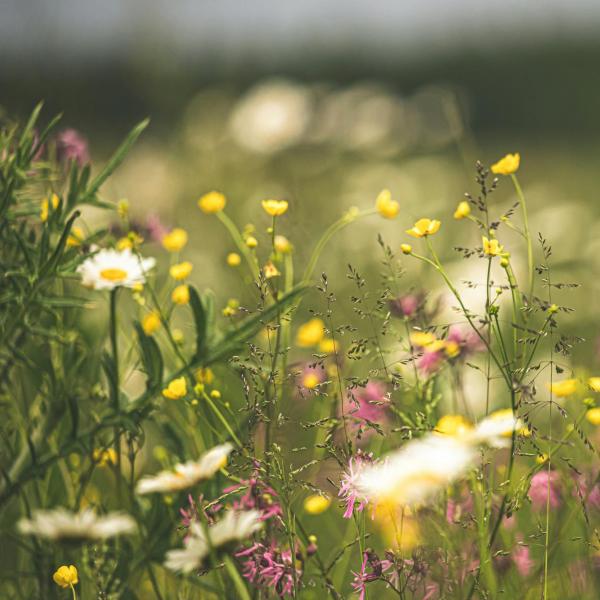 Wildflower meadow, showcasing a variety of wildflowers.