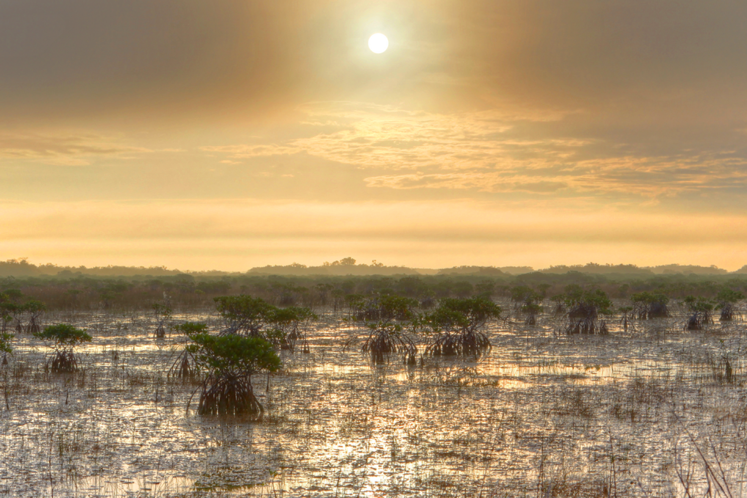A sunlit wetland with scattered mangrove trees standing in shallow water, glowing in warm golden light.