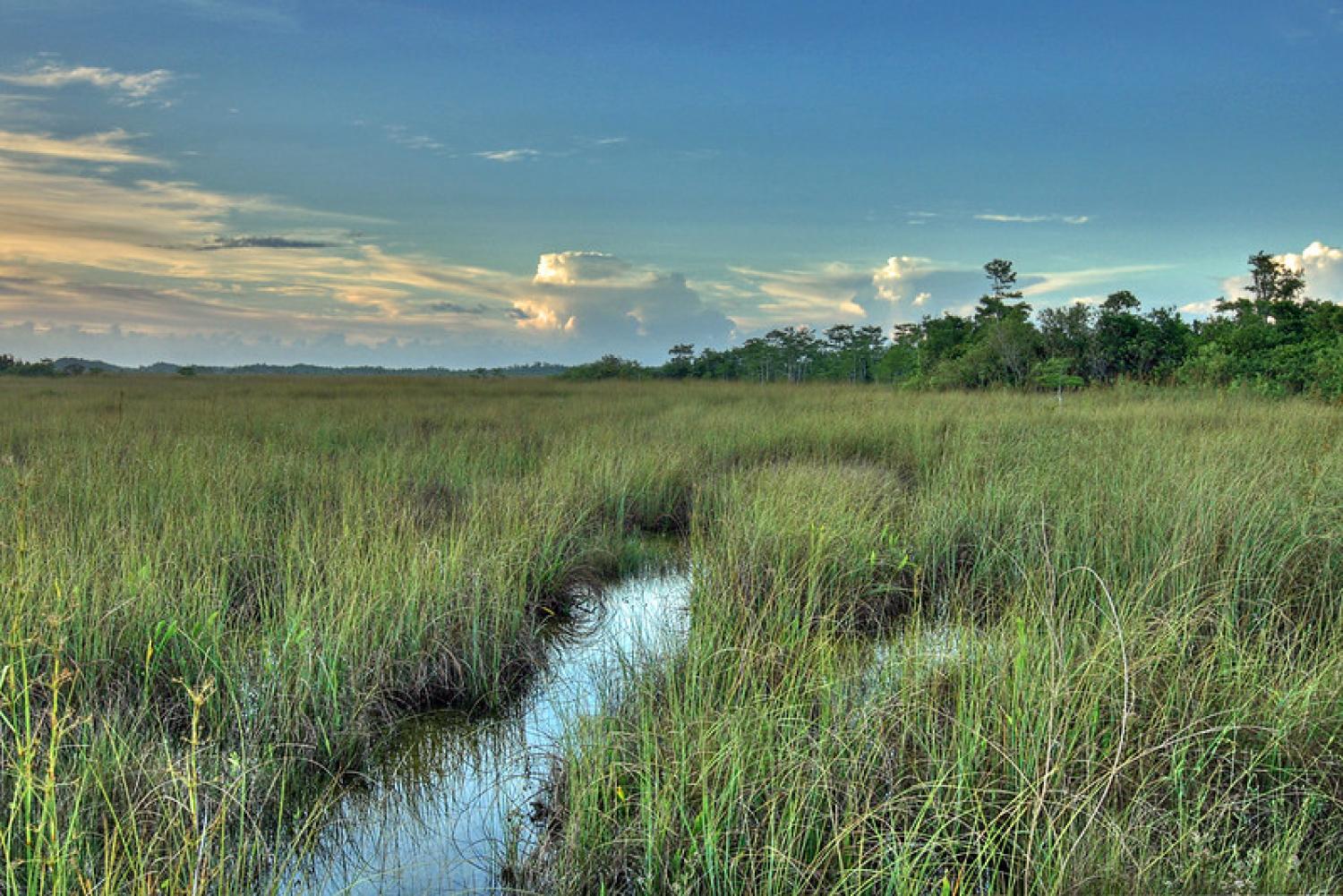 A wide marshland stretches into the distance under a blue sky with scattered clouds. Tall grasses surround a narrow, winding stream reflecting the sky. Trees line the horizon on the right side.