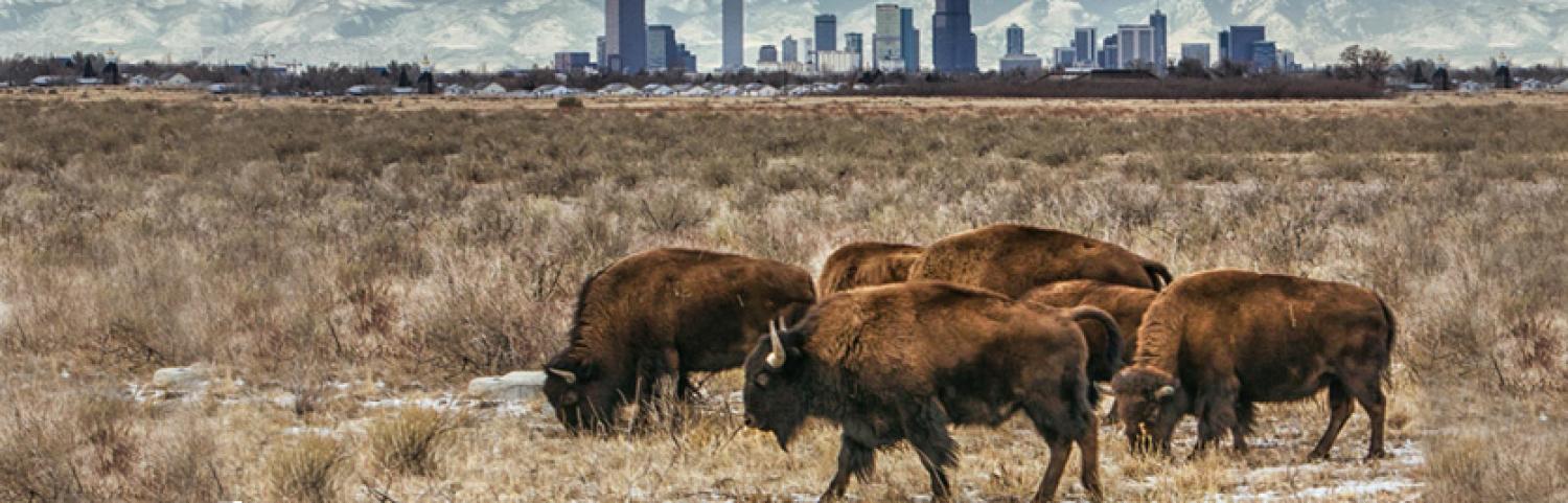 Bison in a grassy field with the skyline of Denver in the distant background. Photo by Hans Wastson.