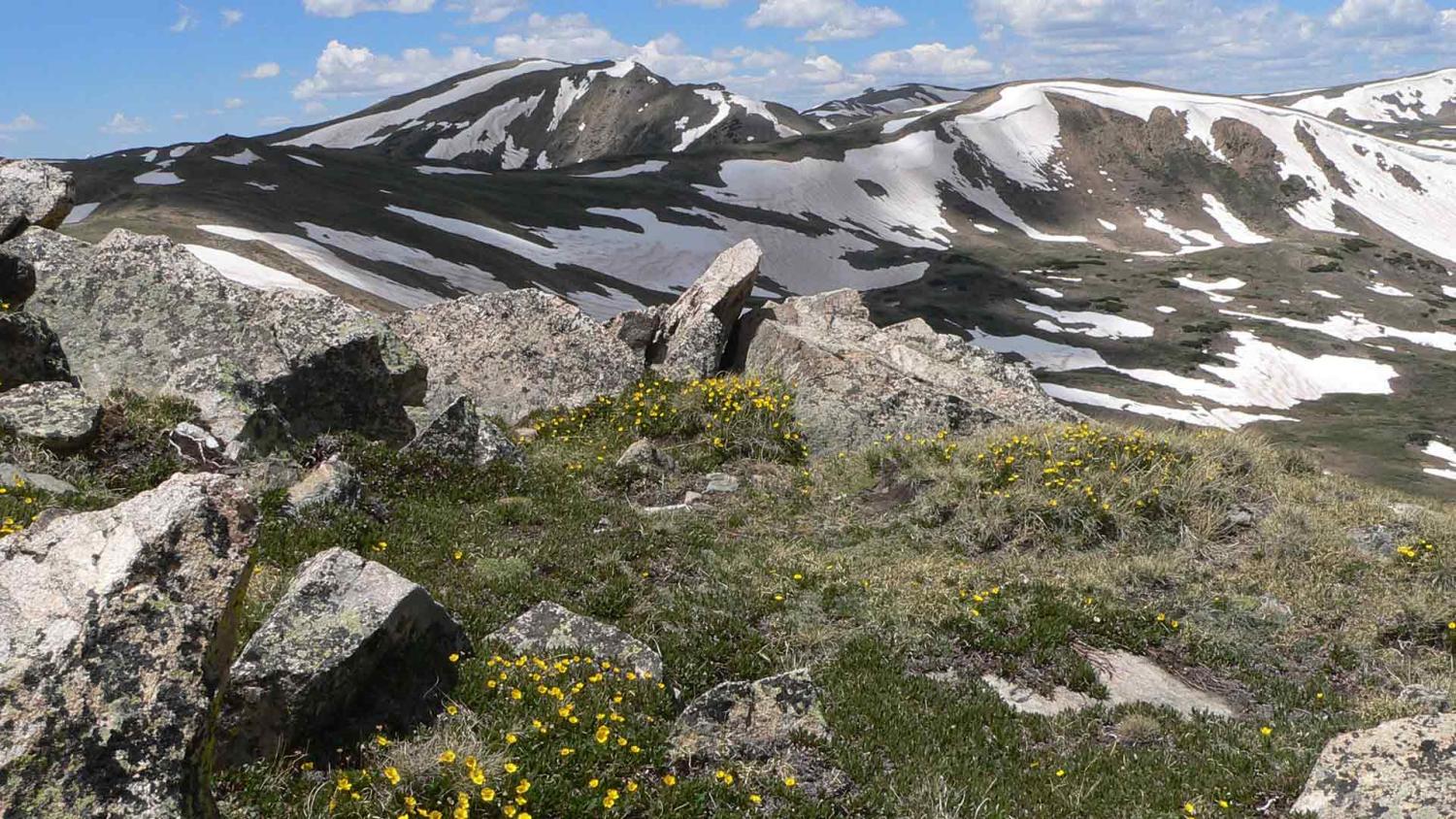 Rocky mountain landscape with snow patches and green grass. Yellow wildflowers bloom among the rocks under a bright blue sky with clouds. Serene and vibrant. Photo by Lauren Yeatts, Colorado Native Plant Society