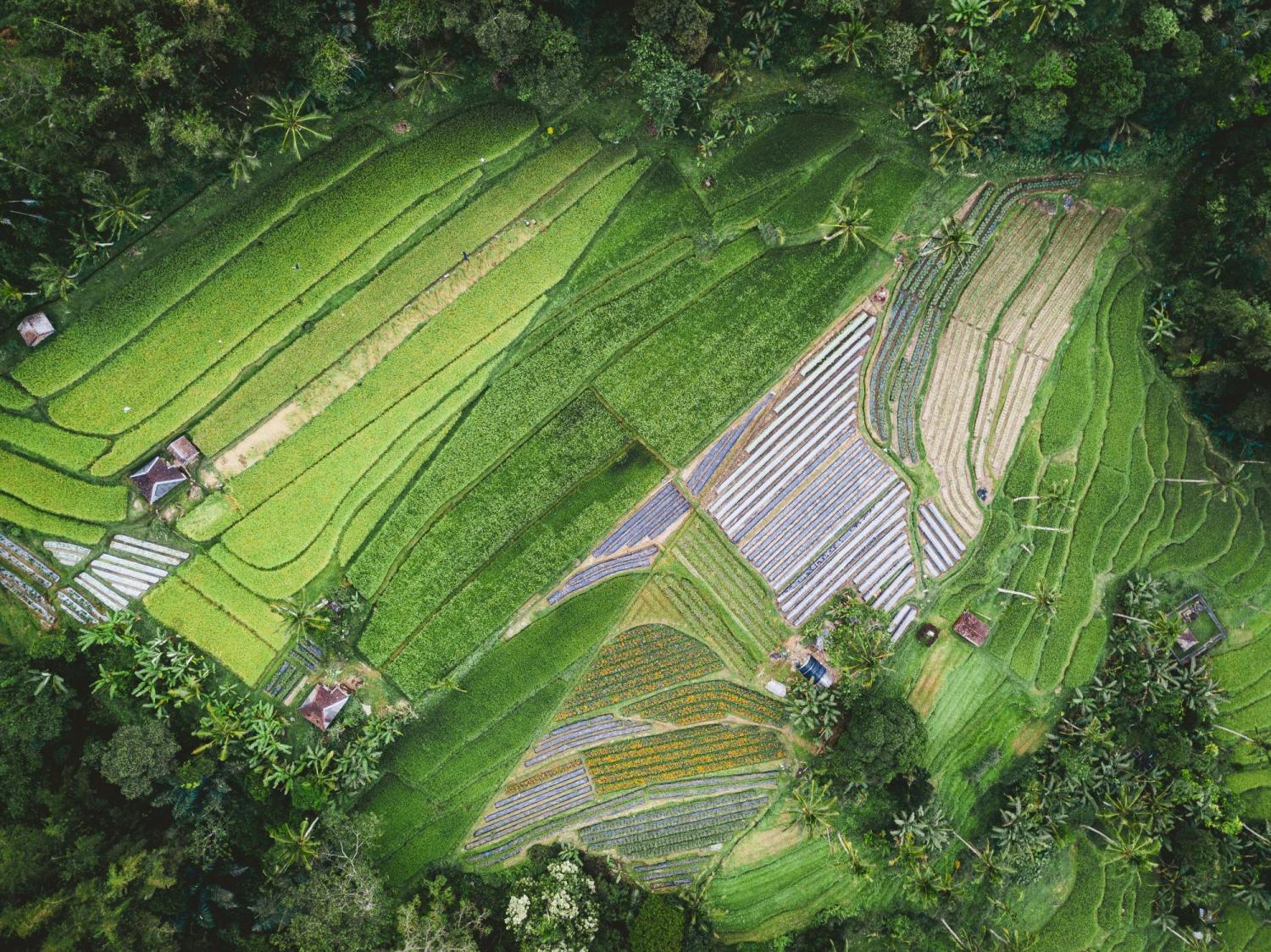 Aerial photograph of agricultural plant field during the daytime. Photo by Ivan Bandura on Unsplash.