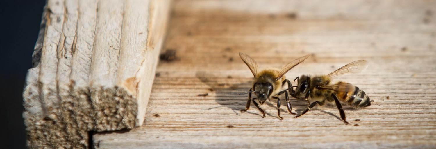 Close up photo of two bees