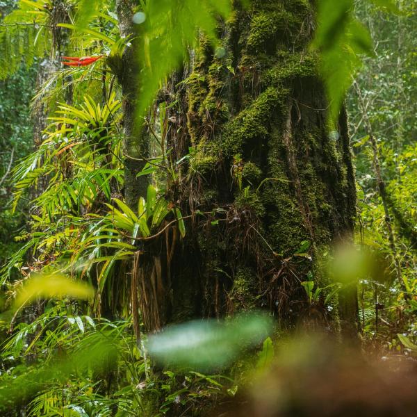 Dense tropical forest with moss-covered tree trunks, ferns, and lush green vegetation in soft light.
