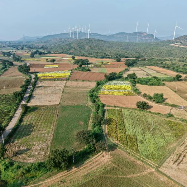 Aerial view of patchwork farmland with crops, dirt roads, and wind turbines on distant hills.