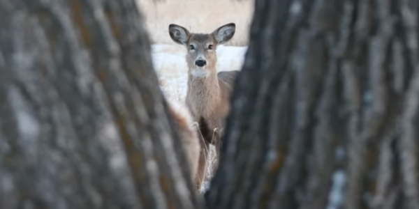 A light brownish-gray deer is centered in the image, framed by the out-of-focus trunks of two trees.