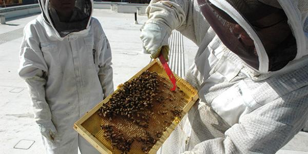 Beekeepers conducting research atop the Student Commons Building