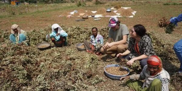 Group of people harvesting and sorting crops together in a field.