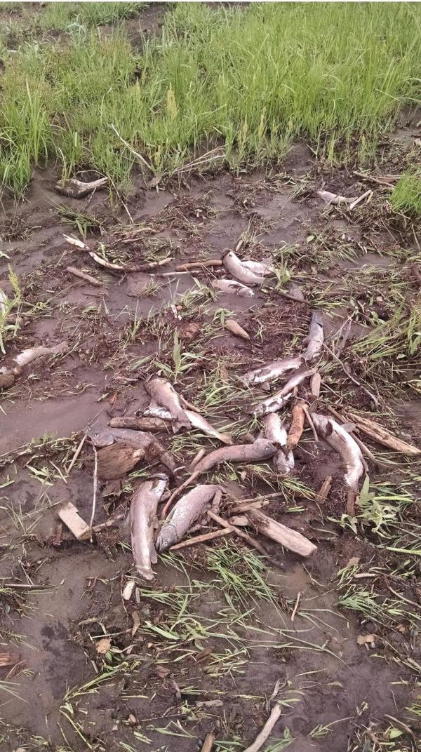 Muddy field with scattered dead fish surrounded by fallen branches and grass. The scene conveys a sense of desolation and environmental distress.