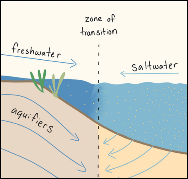 diagram showing freshwater on the left and saltwater on the right, separated by a vertical “zone of transition.” Arrows illustrate groundwater flow through aquifers beneath each side, with freshwater moving toward the transition zone and saltwater moving toward it from the opposite direction.