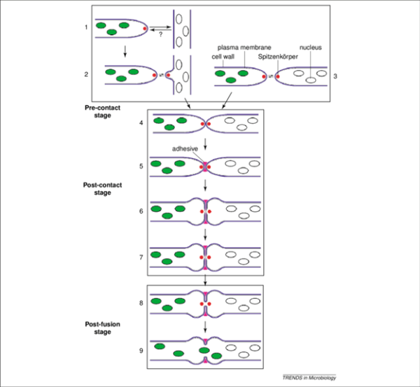Diagram of plant cell fusion stages, from initial contact to membrane merging, forming a plasmodesma; adhesive structure aids connection.