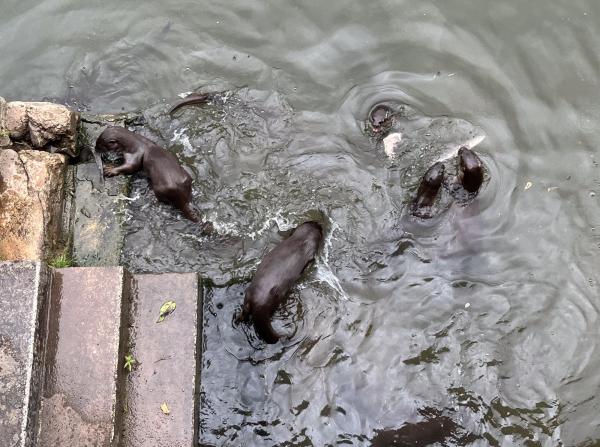Four otters swim playfully near stone steps in murky water, conveying curiosity and liveliness. One otter climbs up the steps.