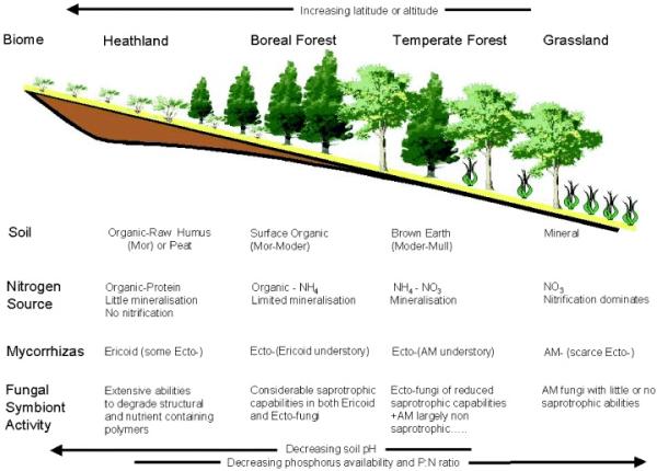 Diagram of biome slope showing soil, nitrogen, mycorrhizas, and fungal activity from heathland to grassland; annotations show P/N and pH changes.