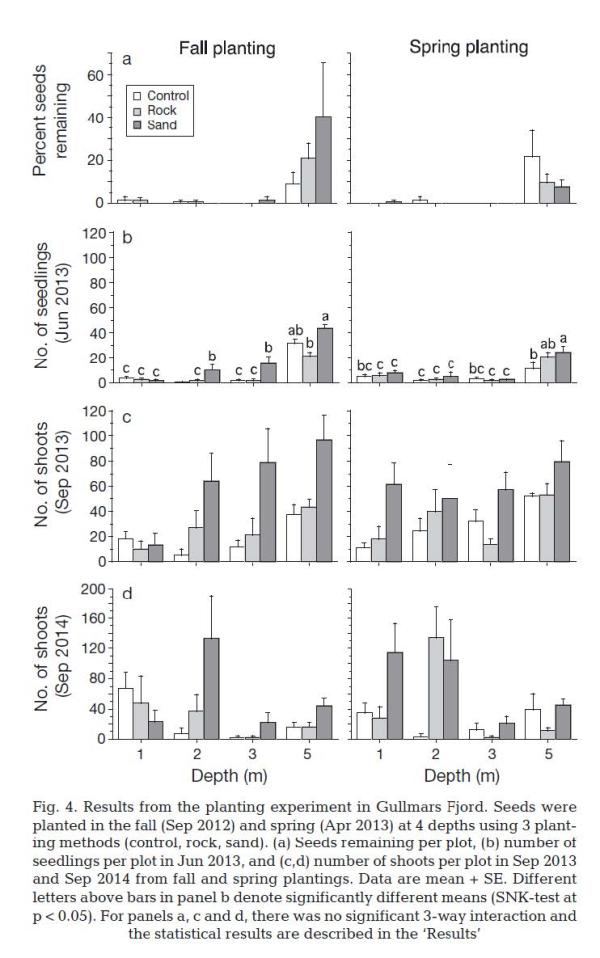 Multi-panel bar graphs comparing fall and spring seagrass seed planting at different depths and substrates, showing seed survival, seedling numbers, and shoot growth from 2013–2014 in Gullmars Fjord.