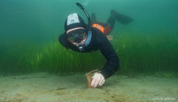 A snorkeler in a wetsuit is underwater over a sandy seabed with green eelgrass, examining a small clay pot. The scene conveys curiosity and exploration.