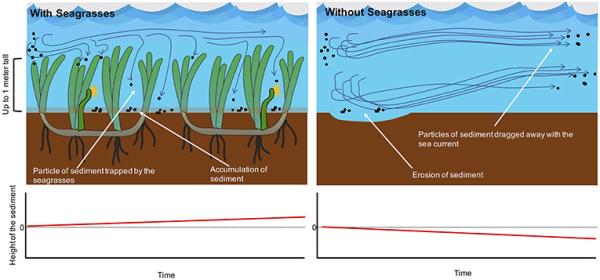 Diagram comparing seabeds with and without seagrass. Seagrass traps sediment and increases sediment height over time, while bare seabeds lose sediment through erosion and declining sediment levels.