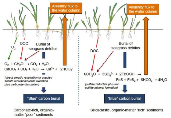 Diagram of blue carbon burial in seagrass sediments. Organic matter burial and chemical reactions increase alkalinity flux to the water column in both carbonate-rich and silicate sediment environments.