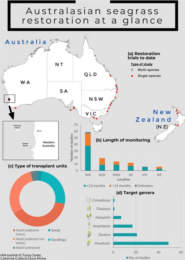 Infographic on seagrass restoration in Australia and New Zealand showing trial locations, monitoring lengths, transplant methods, and target genera. Most studies occur in Western Australia, with Posidonia most commonly restored.