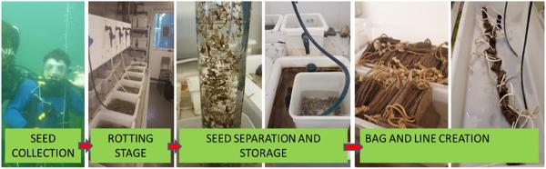  underwater seed collection, rotting stage in tanks, seed separation and storage, and bag and line creation for planting.