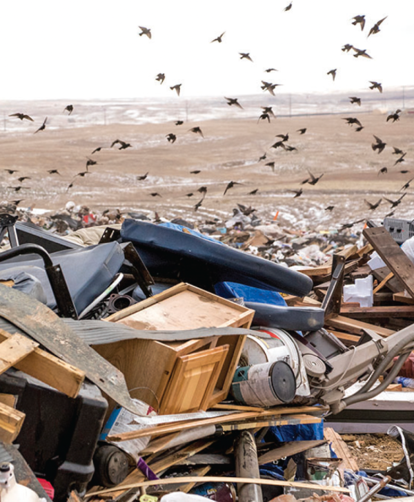 A flock of birds flies over a sprawling landfill. Piles of discarded furniture, wood, and debris spread across the foreground, set against a barren landscape.