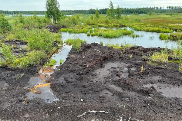 A disturbed wetland area with dark exposed soil, small pools of water, and patches of grass and shrubs.