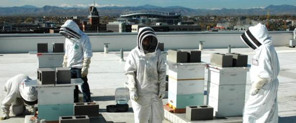 Beekeepers conducting research on top of the Student Commons Building