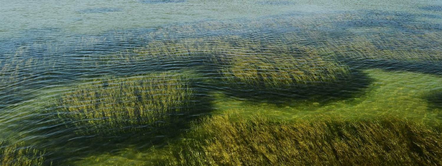 Calm sea with clear water revealing submerged seaweed beds. A serene horizon under a bright sky enhances the tranquil coastal landscape.