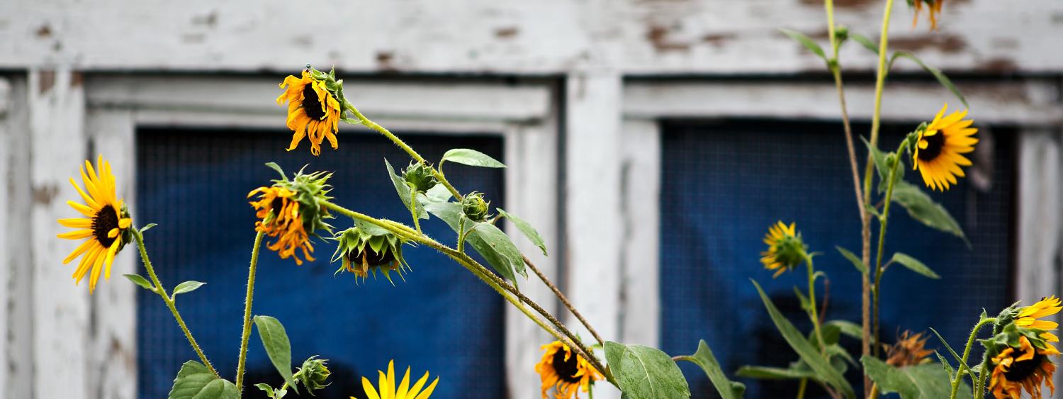 Small Sunflowers