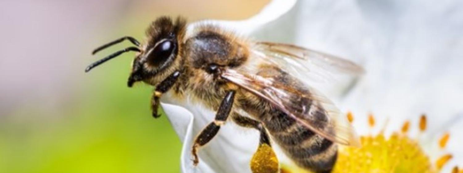 photo of a bee on a flower
