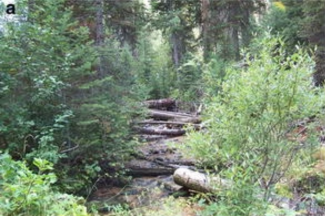Dense forest scene with tall evergreen trees and lush green undergrowth. Fallen logs lie across a small stream, creating a tranquil, natural atmosphere.